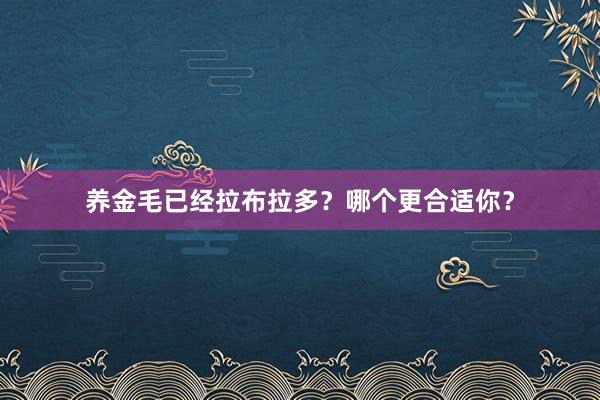 养金毛已经拉布拉多？哪个更合适你？