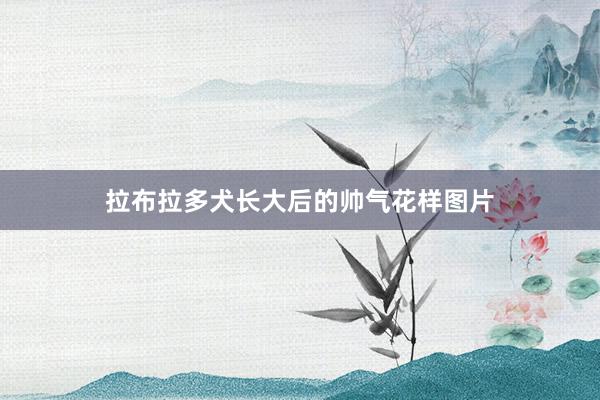 拉布拉多犬长大后的帅气花样图片